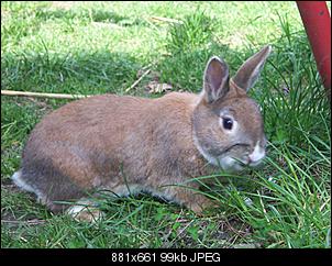 Fotowettbewerb M�rz: "Fr�hlingskaninchen"-hasis-008.jpg