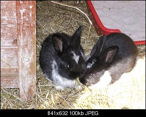 Fotowettbewerb Juni: "Liebende Kaninchen"-100_0971.jpg