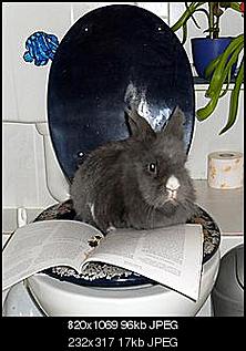 Fotowettbewerb Juli: "Wartende Kaninchen"-goes-human.jpg
