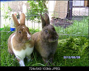 Fotowettbewerb Juli: "Wartende Kaninchen"-bild0175.jpg