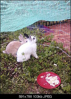 Fotowettbewerb Juli: "Wartende Kaninchen"-foto-0665.jpg