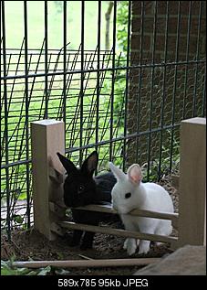 Fotowettbewerb Juli: "Wartende Kaninchen"-img_0723.jpg