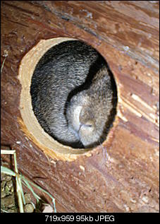 ERLEDIGT - Fotowettbewerb Mai-kaninchen-2-.jpg