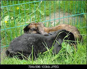 Fotowettbewerb Juli: "Wartende Kaninchen"-dsc03472-mittel-.jpg