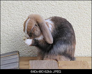 Fotowettbewerb September: "Kaninchenpf�tchen"-howard-193.jpg