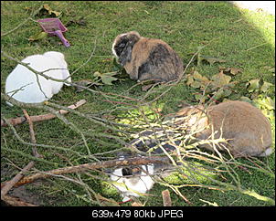 Fotowettbewerb November: "Lieblingsbesch�ftigung eurer Kaninchen"-img_1550.jpg