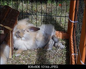 Fotowettbewerb November: "Lieblingsbesch�ftigung eurer Kaninchen"-394103_372980289450198_1042000230_n.jpg