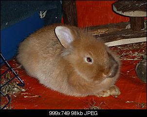 Fotowettbewerb M�rz "Kastenbrot-Kaninchen"-p1100559-kopie.jpg