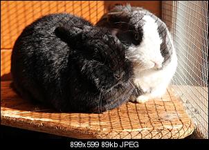 Fotowettbewerb M�rz "Kastenbrot-Kaninchen"-k800_img_0024.jpg