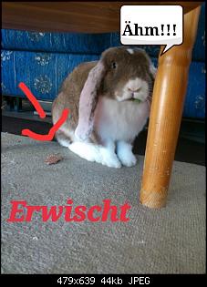 Fotowettbewerb Oktober Thema "Diebe"-001.jpg