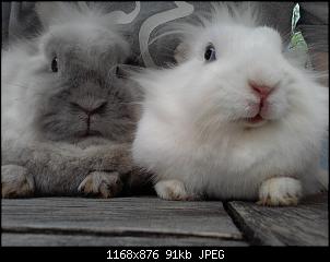 Fotowettbewerb September Thema "Trottel und Trampeltiere"-pemmy-22-.jpg