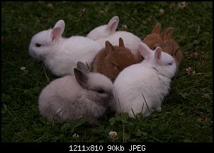 Fotowettbewerb Dezember "Kaninchenfamilien"-kaninchen-092.jpg