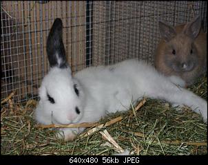 Fotowettbewerb Juni. Thema "spitzt die Ohren"-findus-fibi-11.02.2012-011-small-.jpg