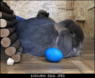 Fotowettbewerb M�rz "osterh�schen" "-90e4affe-776d-4df6-aea3-c8413589e350.jpg