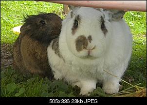 Fotowettbewerb Mai: "Das Kaninchen- Traumpaar" - ERLEDIGT!-frieda4.jpg