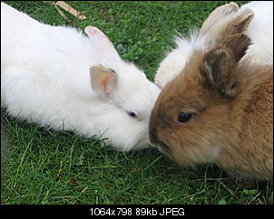 Fotowettbewerb Mai: "Das Kaninchen- Traumpaar" - ERLEDIGT!-20100620_0162.jpg