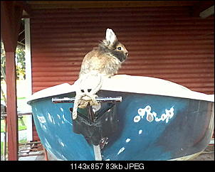 Fotowettbewerb Juni "Verr�ckte Kaninchen" - ERLEDIGT!-foto0163.jpg