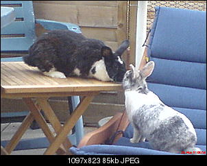 Fotowettbewerb Juli: "Kaninchen in Action" - ERLEDIGT!-handyjuni-11-266.jpg
