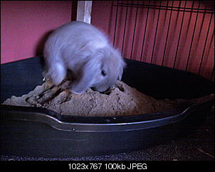 Fotowettbewerb Juli: "Kaninchen in Action" - ERLEDIGT!-foto1113.jpg