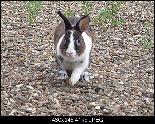 Fotowettbewerb Juli: "Kaninchen in Action" - ERLEDIGT!-cimg4291.jpg