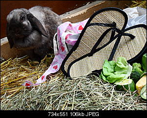Fotowettbewerb August: Shopping- Kaninchen - ERLEDIGT!-sam_0791.jpg