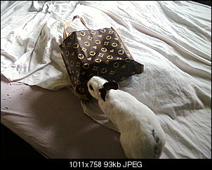 Fotowettbewerb August: Shopping- Kaninchen - ERLEDIGT!-foto-0605.jpg