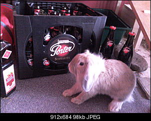 Fotowettbewerb August: Shopping- Kaninchen - ERLEDIGT!-foto1312.jpg