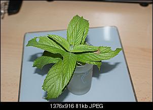 Was ist das f�r eine Pflanze?-dsc08506.jpg