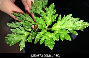 Klicke auf die Grafik f�r eine gr��ere Ansicht

Name:	IMAG0305.jpg
Hits:	117
Gr��e:	98,6 KB
ID:	13525