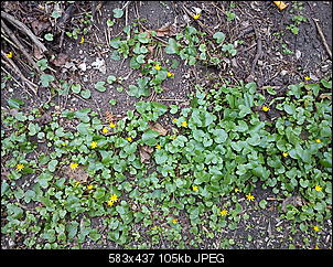 Unbekannte Pflanzen!-dsc00175.jpg