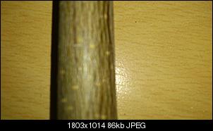 Wiese, �ste darf dies verf�ttert werden?-dsc_0058.jpg