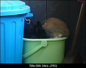 Vogelfutter?-diesund-das%3D-134.jpg