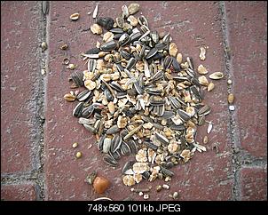 Vogelfutter?-diesund-das%3D-120.jpg