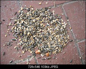 Vogelfutter?-diesund-das%3D-121.jpg