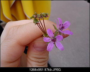 Unbekannte Pflanzen!-dsc00186.jpg