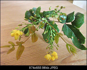 Unbekannte Pflanzen!-dscf3494.jpg