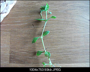 Unbekannte Pflanzen!-dscf3497.jpg