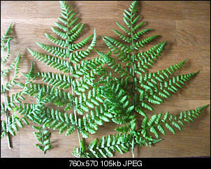 Unbekannte Pflanzen!-dscf3502.jpg