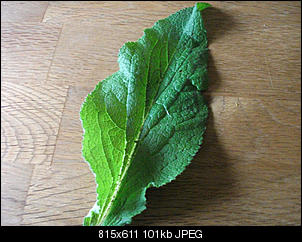 Unbekannte Pflanzen!-dscf3504.jpg