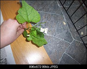 Unbekannte Pflanzen!-301_0724.jpg