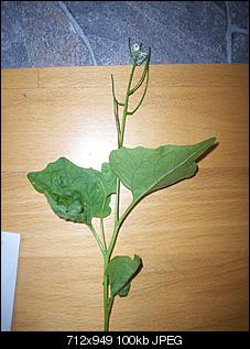 Unbekannte Pflanzen!-301_0721.jpg
