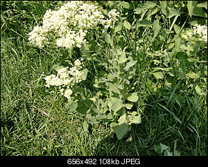 Pflanzen - nur Bilder-cimg0294.jpg