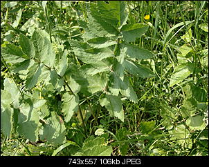Pflanzen - nur Bilder-cimg0301.jpg