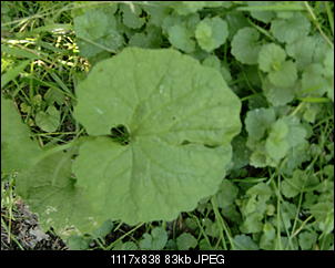 Pflanzen - nur Bilder-cimg0307.jpg