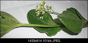 Unbekannte Pflanzen!-cimg8456.jpg
