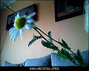 Unbekannte Pflanzen!-snapshot_20120613_3.jpg