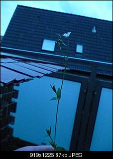 Unbekannte Pflanzen!-p1000536.jpg