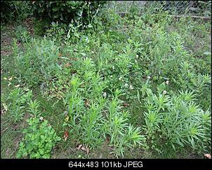 Unbekannte Pflanzen!-1.jpg