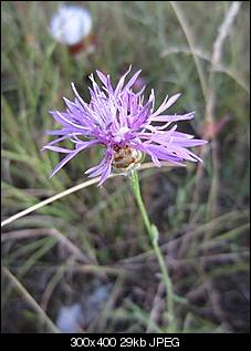 Unbekannte Pflanzen!-wiesen-flockenblume.jpg