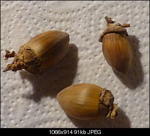 haseln�sse??-miezen-129.jpg